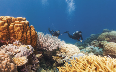 8 Great Barrier Reef Day Tours